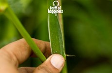 Farm Of Happiness