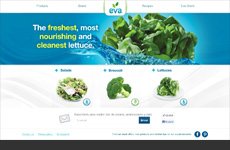 Eva Hydroponic Lettuces and Salads